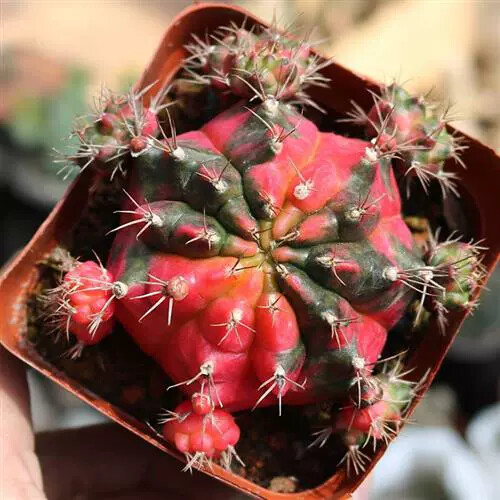 6-7cm Gymnocalycium Variegata