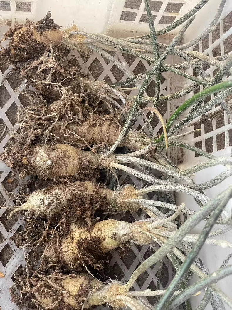 3cm Astrophytum Caput-medusae