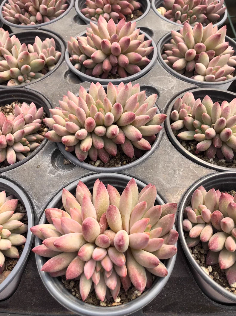 7-9cm Pachysedum Ganzhou Hybied