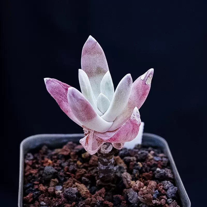 5-6cm Dudleya Caespitosa