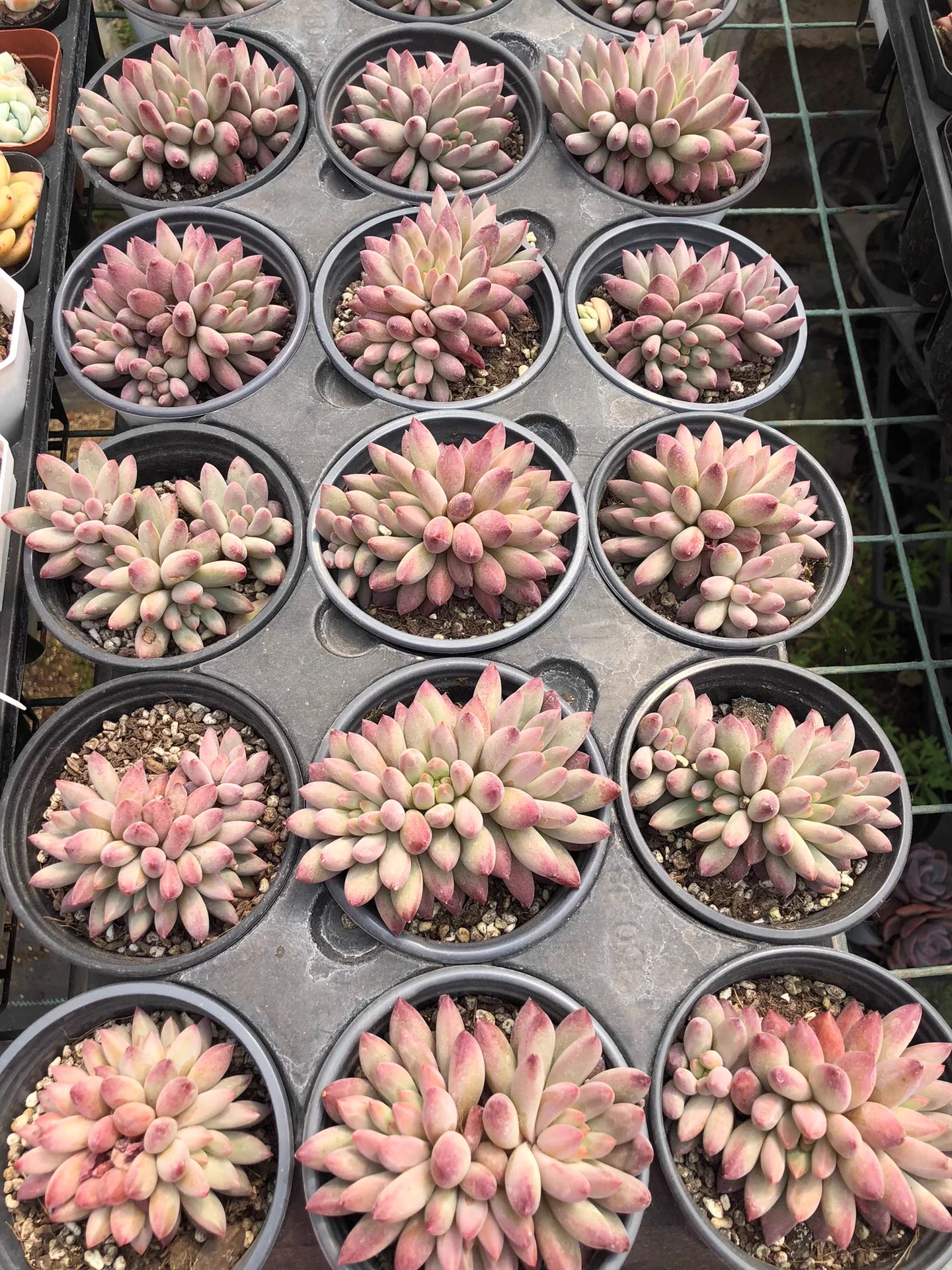 7-9cm Pachysedum Ganzhou Hybied