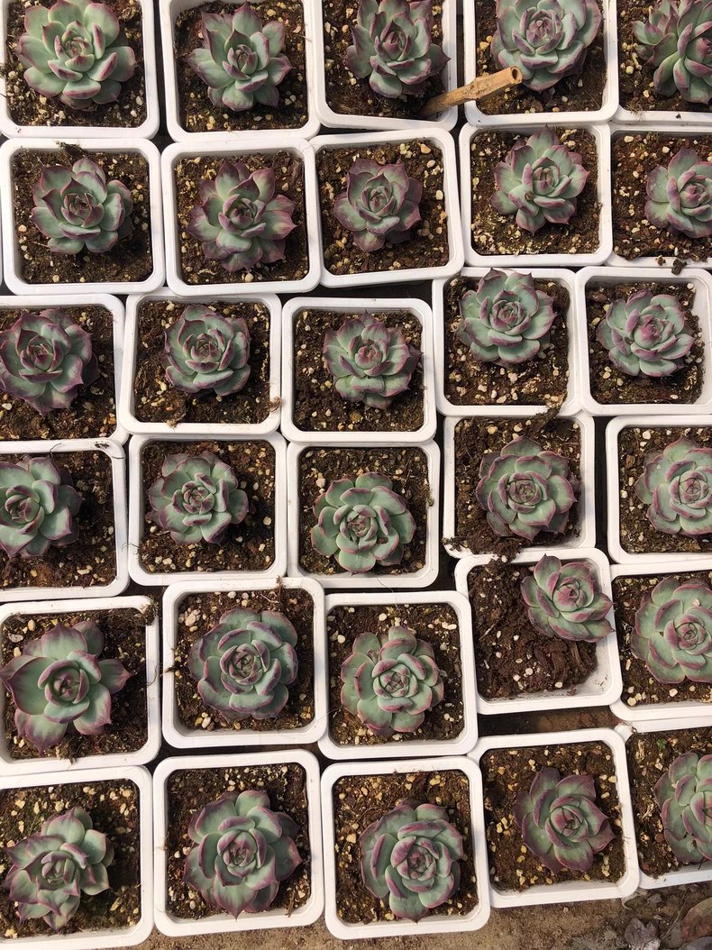 5cm 1PCS Cotyledon Oophylla