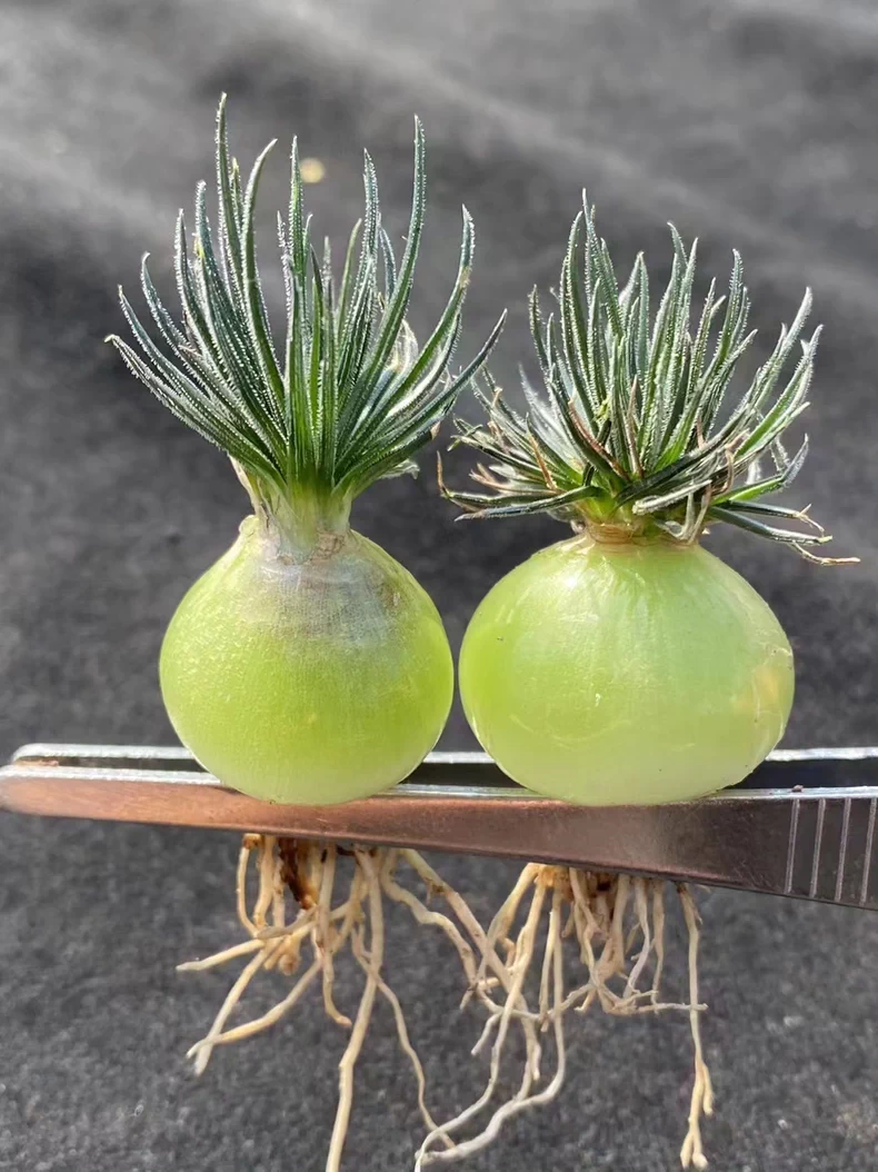 1.5cm Ornithogalum sardienii