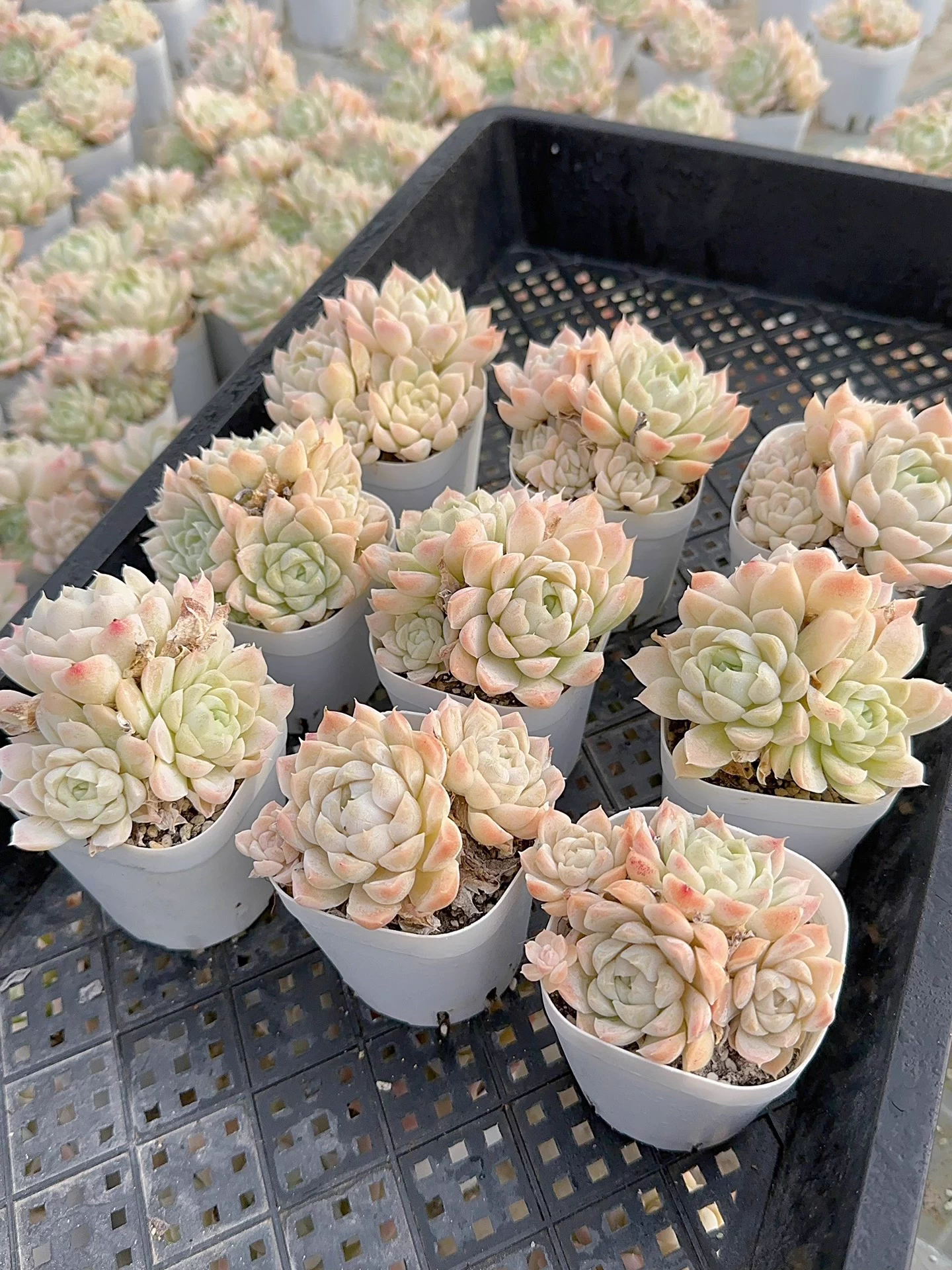 6-7cm Echeveria White Moon group