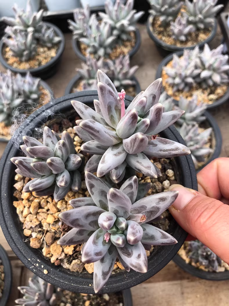 12cm Pachyphytum compactum Rose group