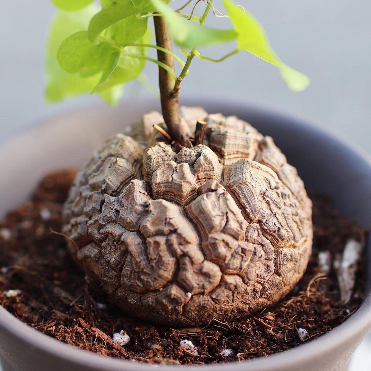 4-5CM Dioscorea Elephantipes