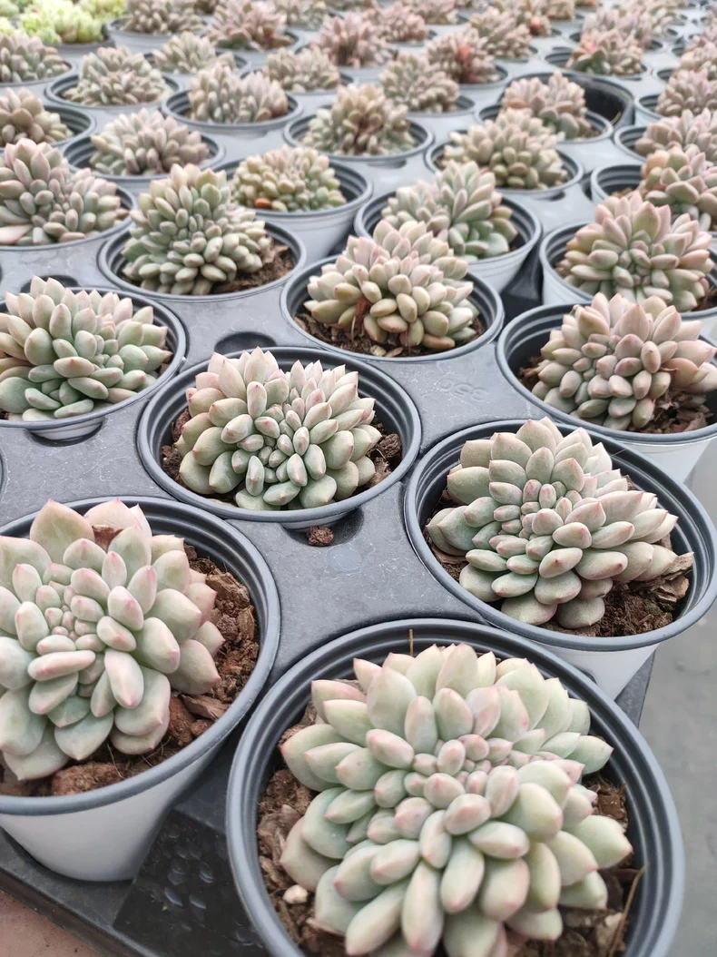 7cm Echeveria Ariel cristata