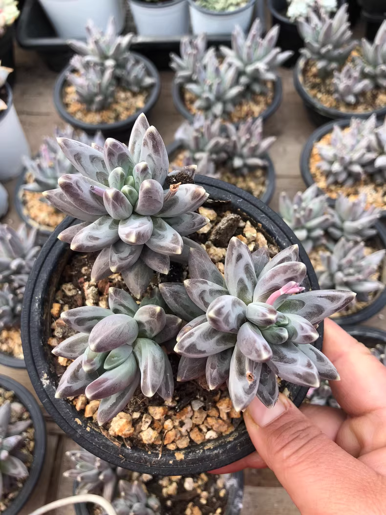 12cm Pachyphytum compactum Rose group