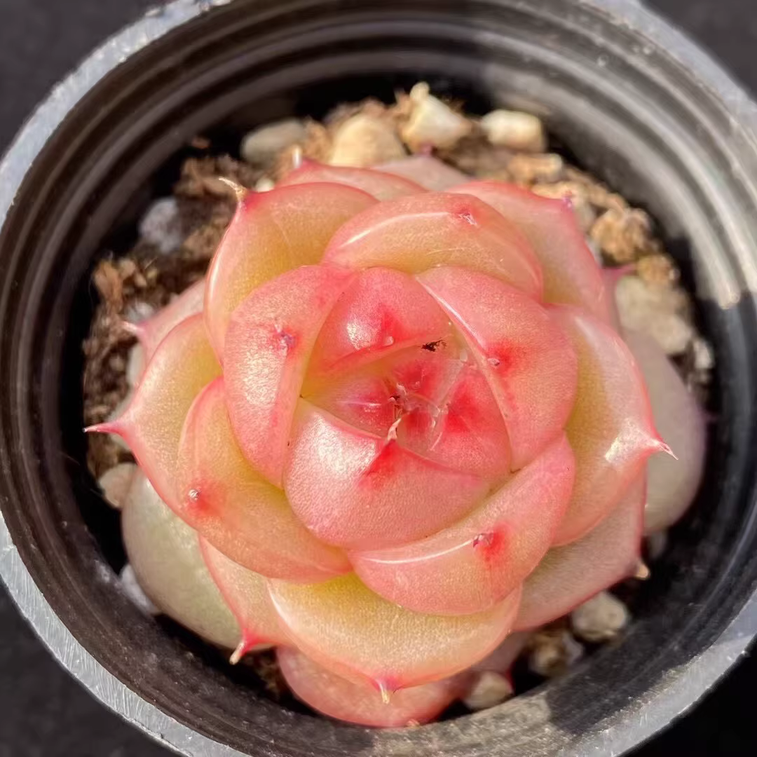 3.5-4cm Echeveria Tina Hybrid