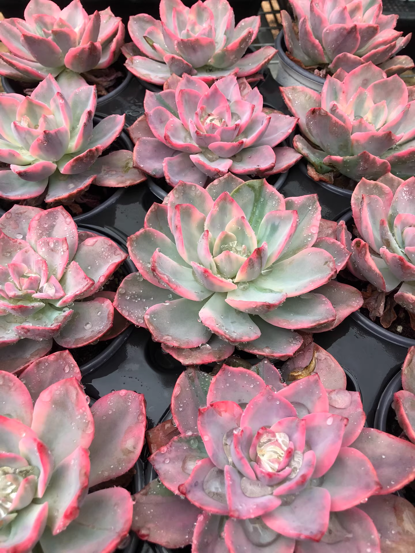 7cm 1PCS × Graptoveria Harry Watson