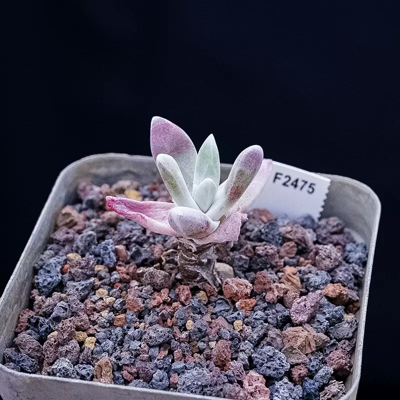 5-6cm Dudleya Caespitosa
