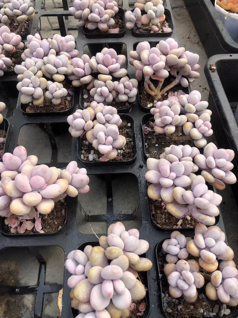 6cm Graptopetalum amethystinum