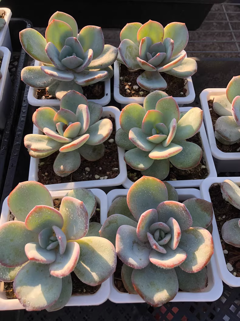 5cm 1PCS Echeveria White Lady Hybrid