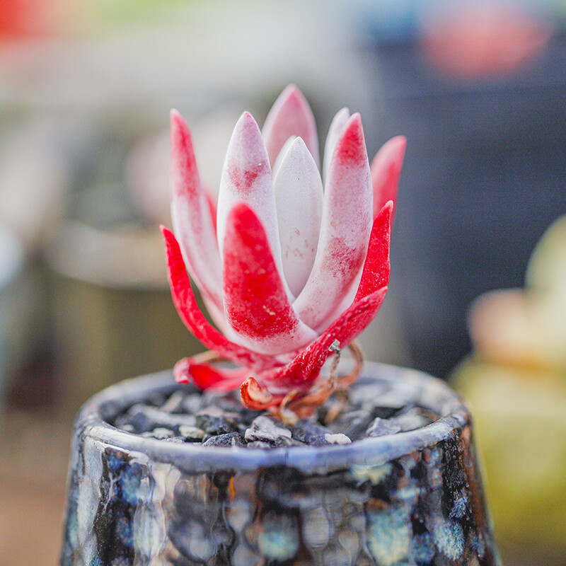 5-6cm Dudleya Caespitosa