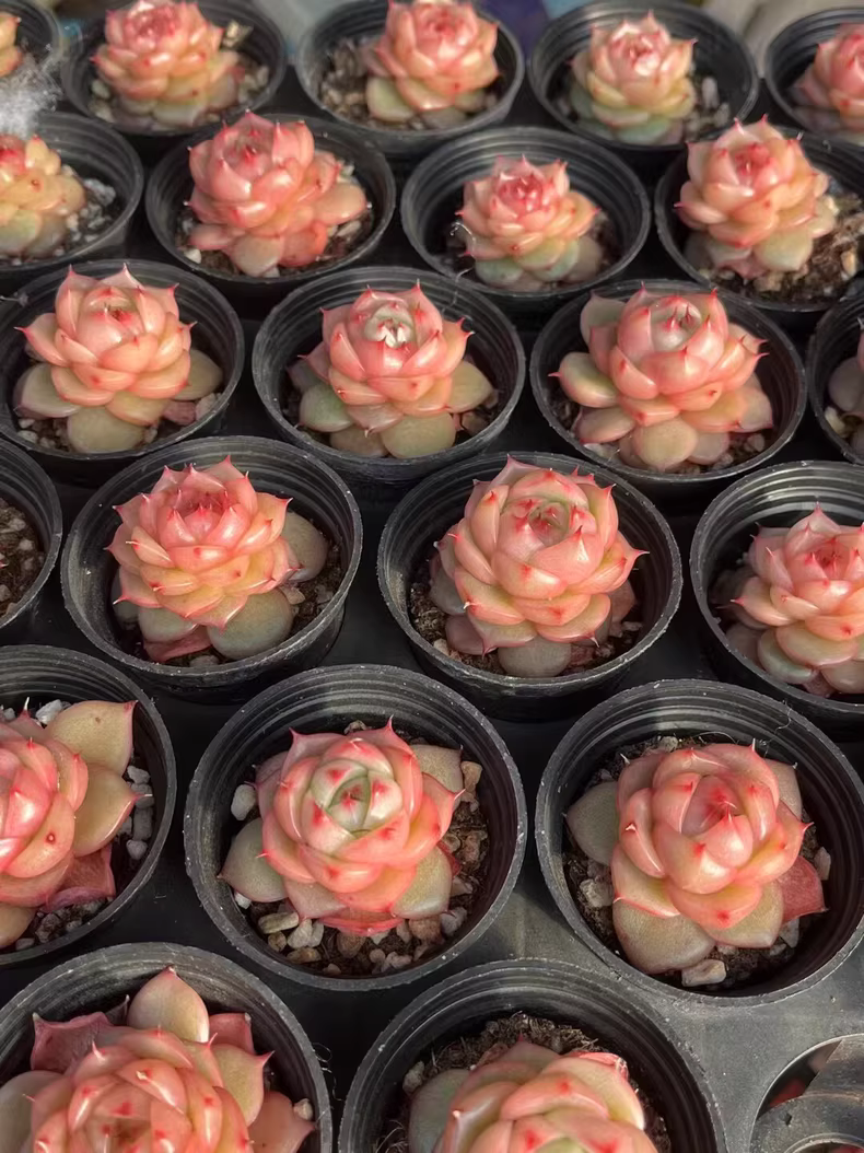 3.5-4cm Echeveria Tina Hybrid