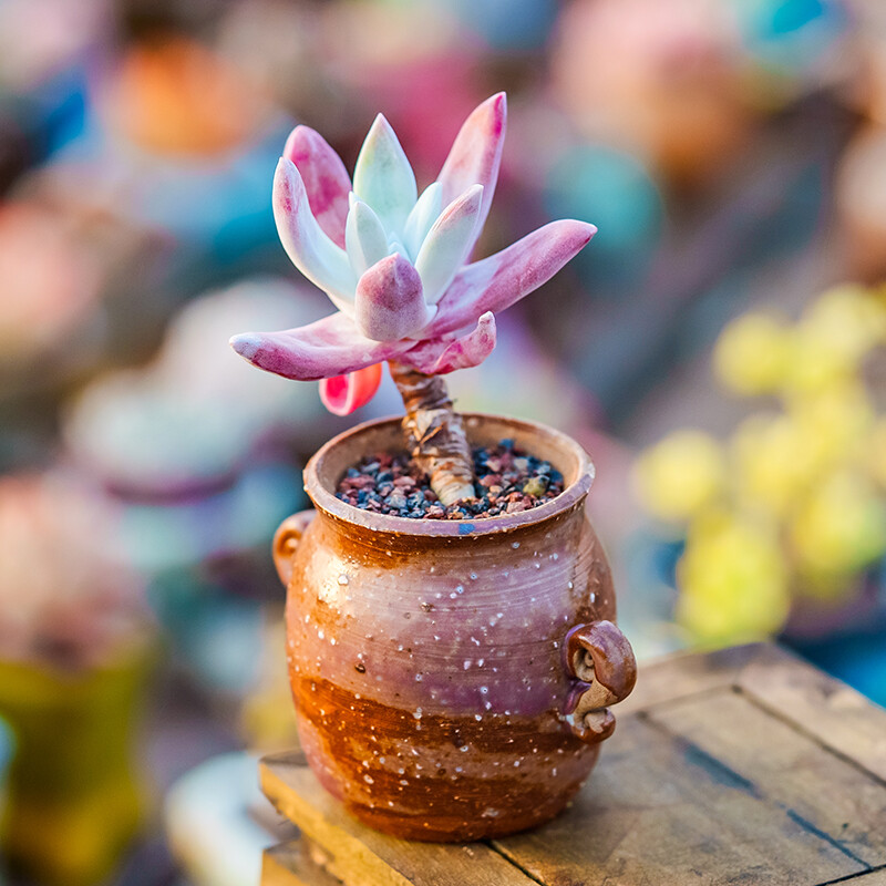 5-6cm Dudleya Caespitosa