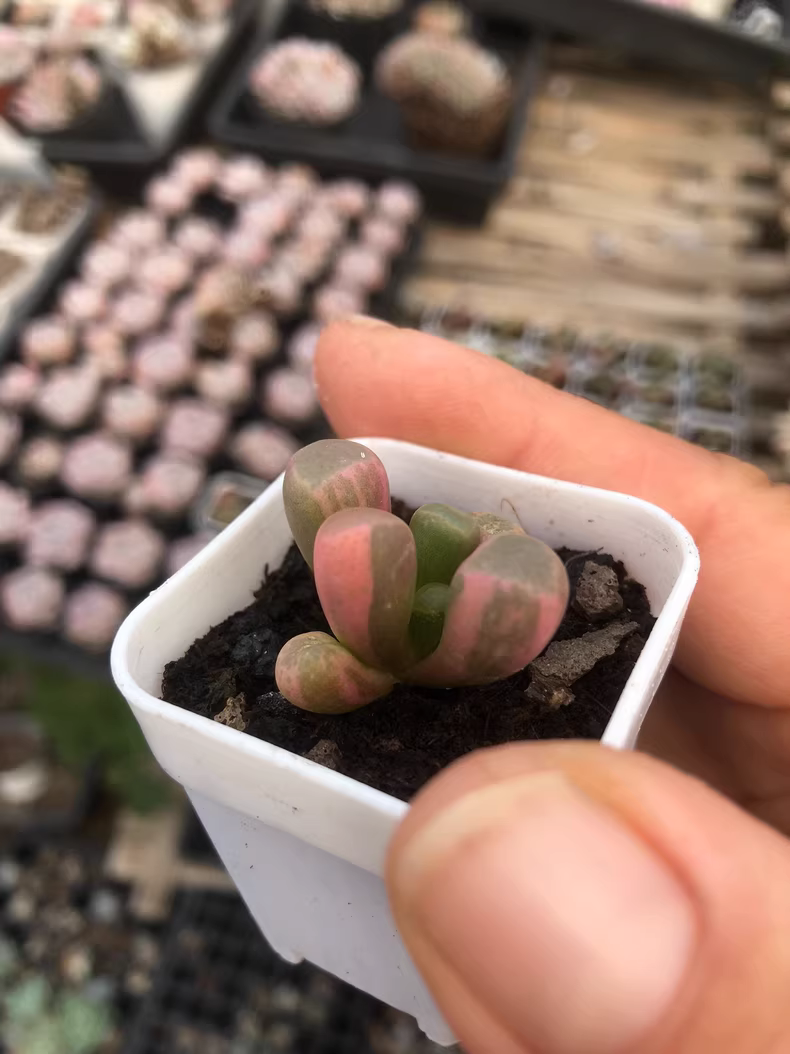 4cm Fenestraria aurantiaca Variegata