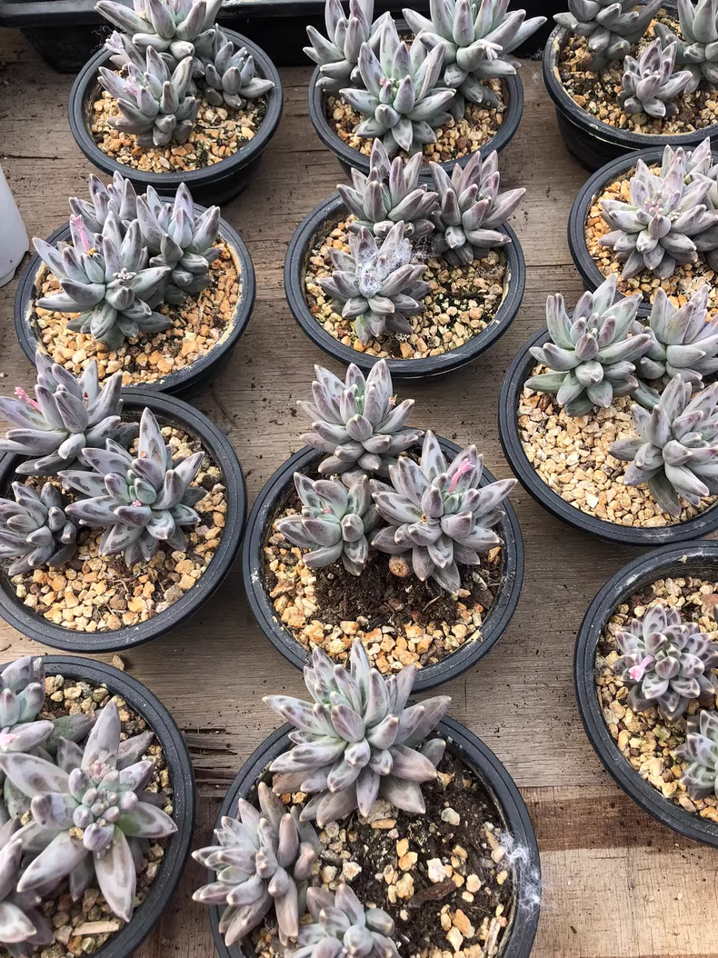 12cm Pachyphytum compactum Rose group