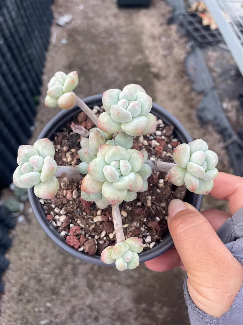 9cm Cotyledon Oophylla group