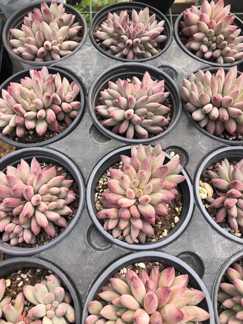 7-9cm Pachysedum Ganzhou Hybied