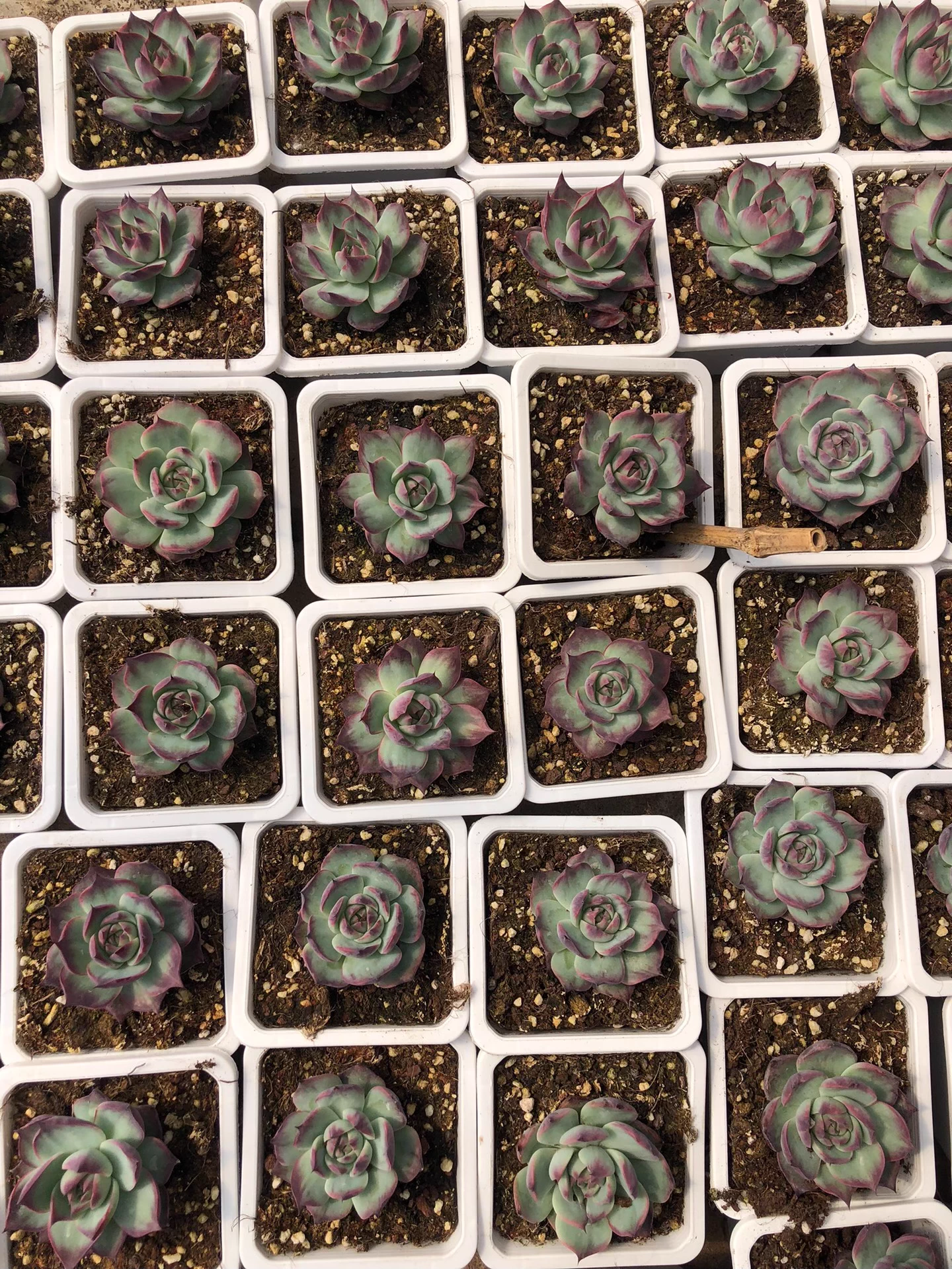 5cm 1PCS Cotyledon Oophylla