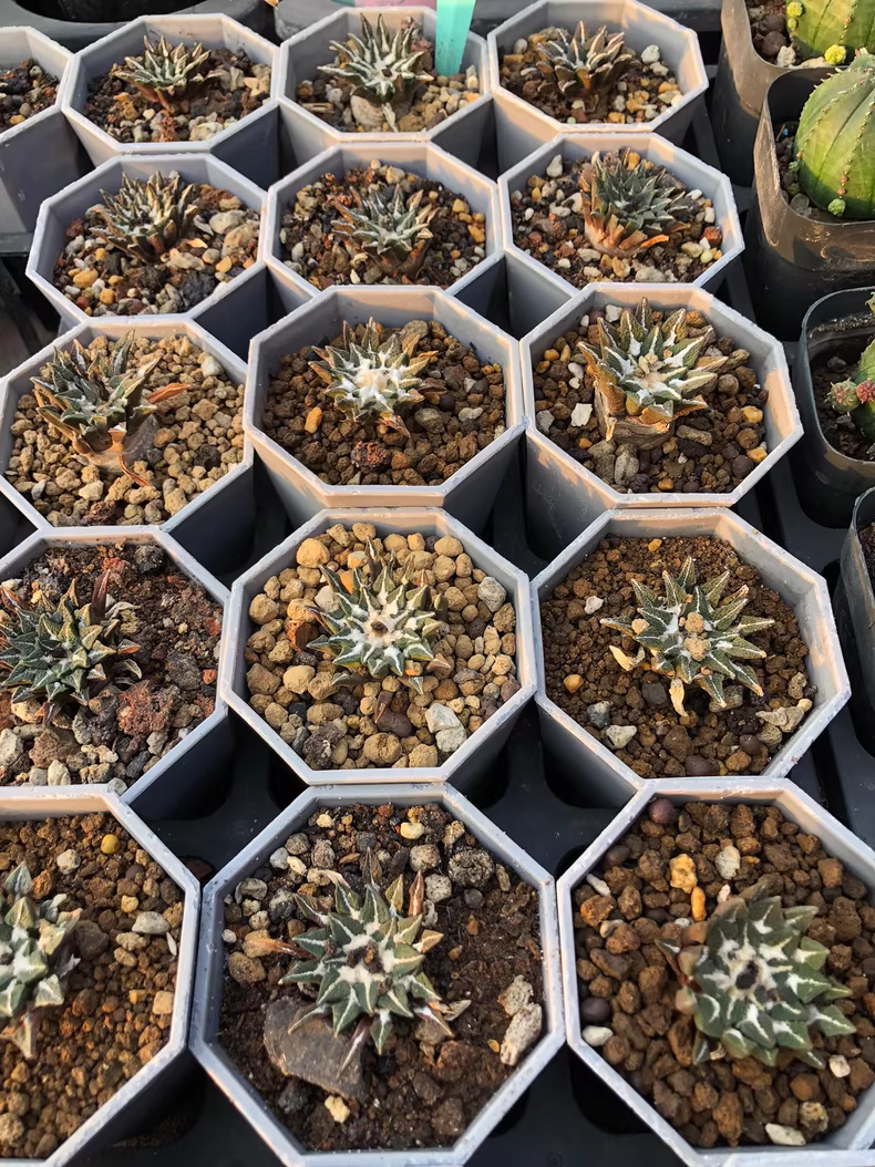 4.5cm Ariocarpus kotschoubeyanus‌