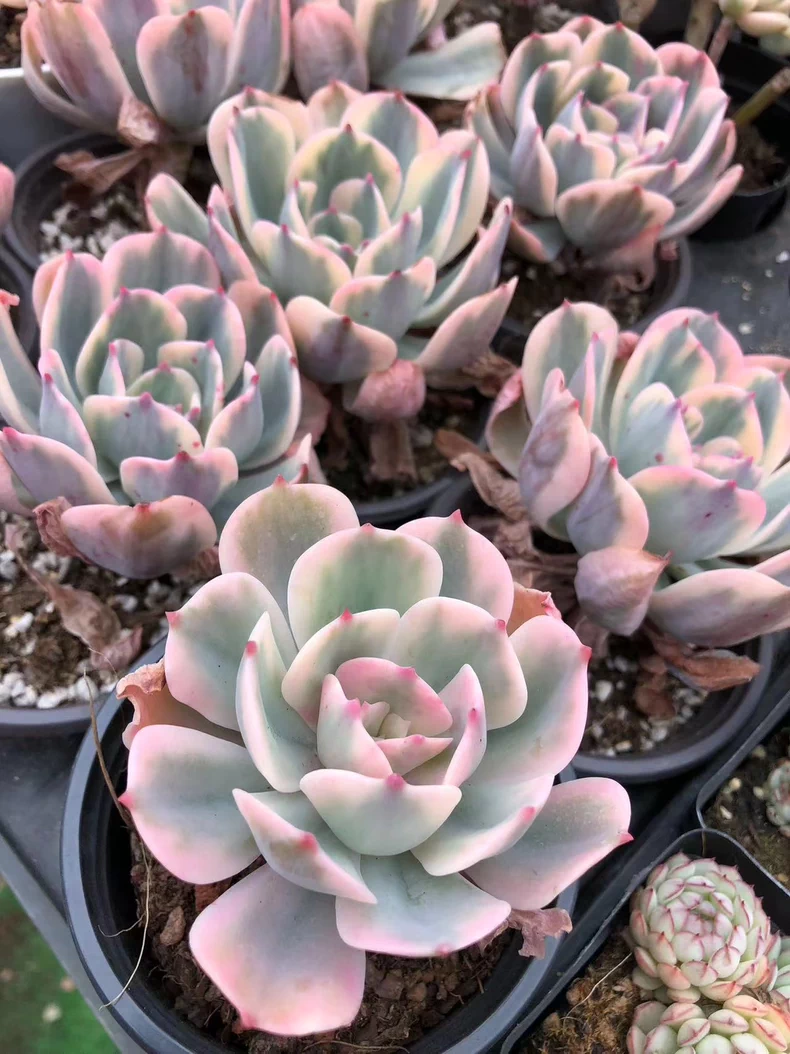 7cm Echeveria Imbricata variegata