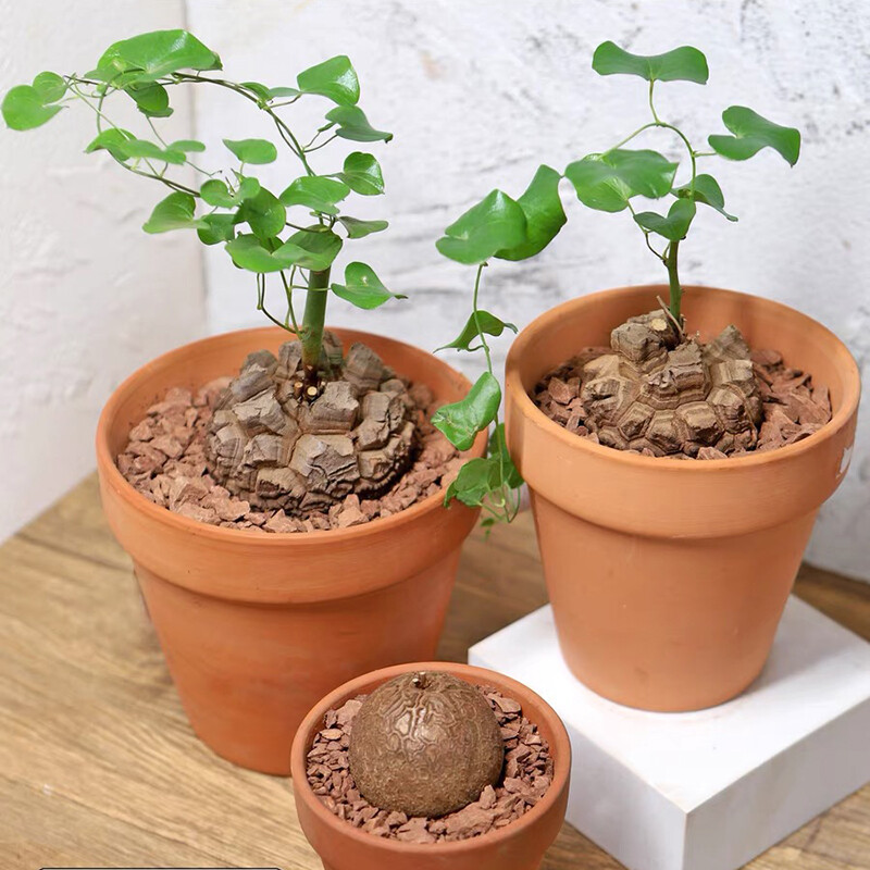 4-5CM Dioscorea Elephantipes