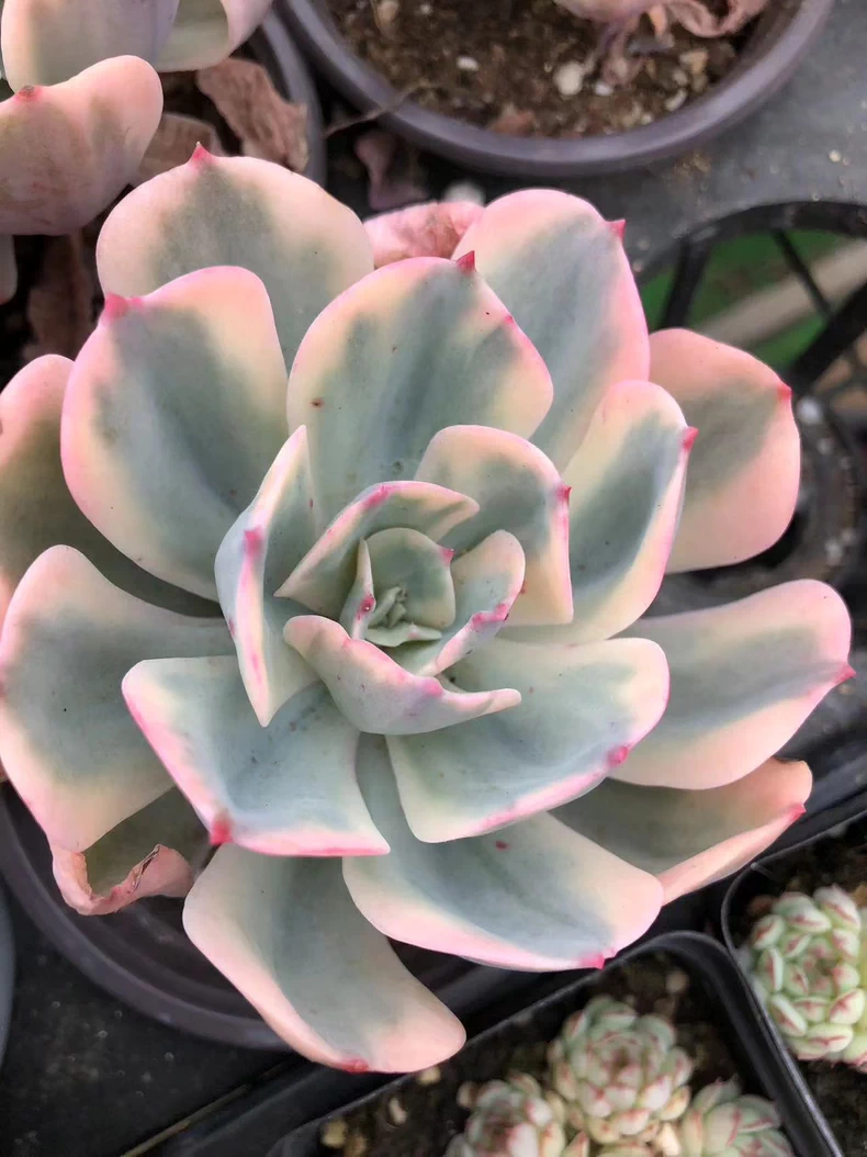 7cm Echeveria Imbricata variegata
