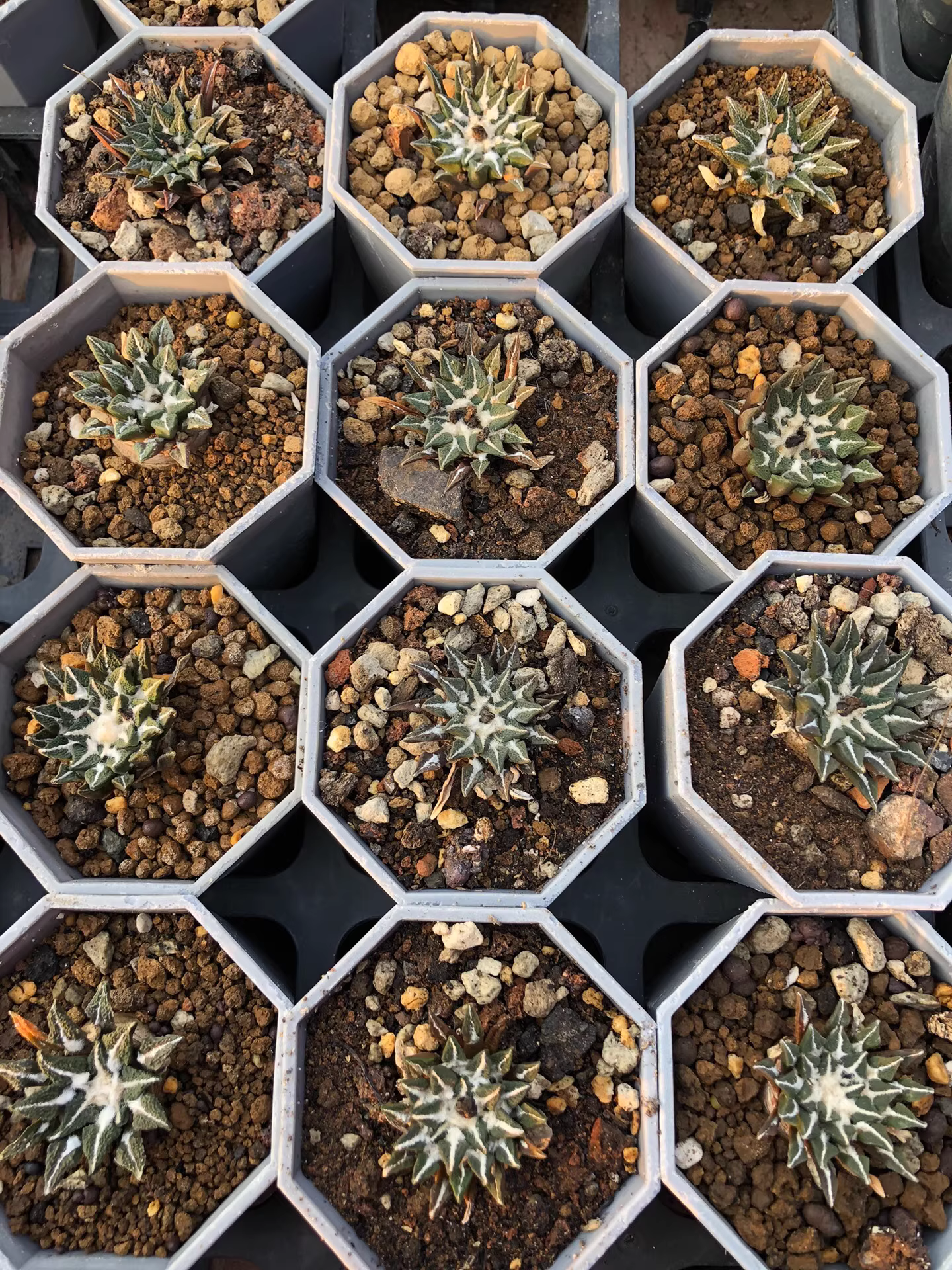 4.5cm Ariocarpus kotschoubeyanus‌