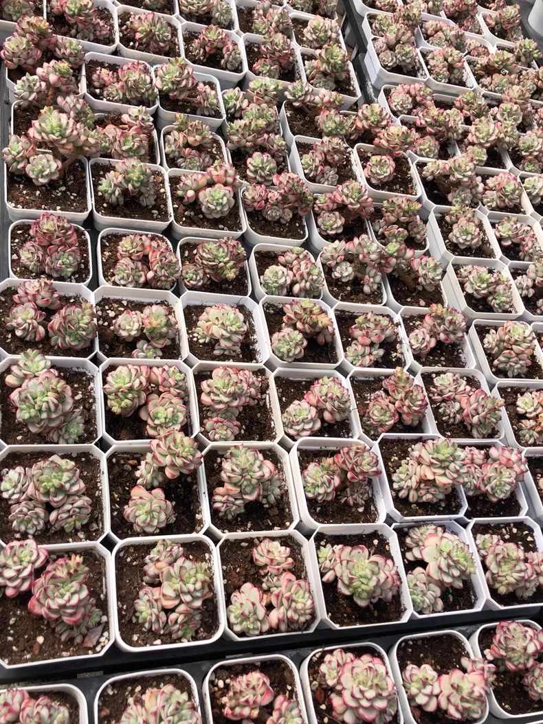 4-5cm Echeveria 'Tango'