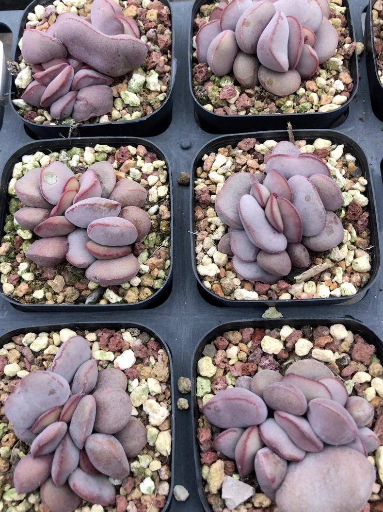 4.5cm Adromischus marianae