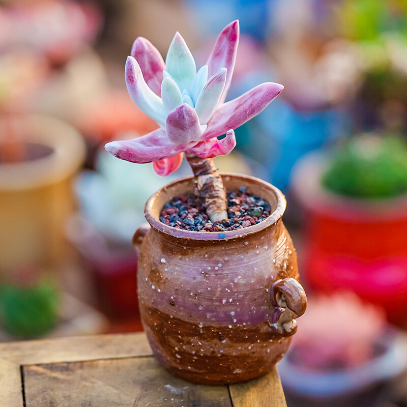 5-6cm Dudleya Caespitosa