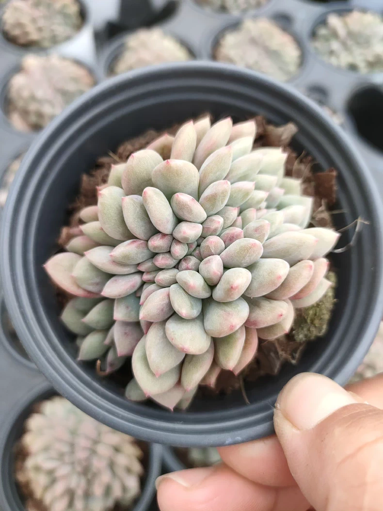 7cm Echeveria Ariel cristata