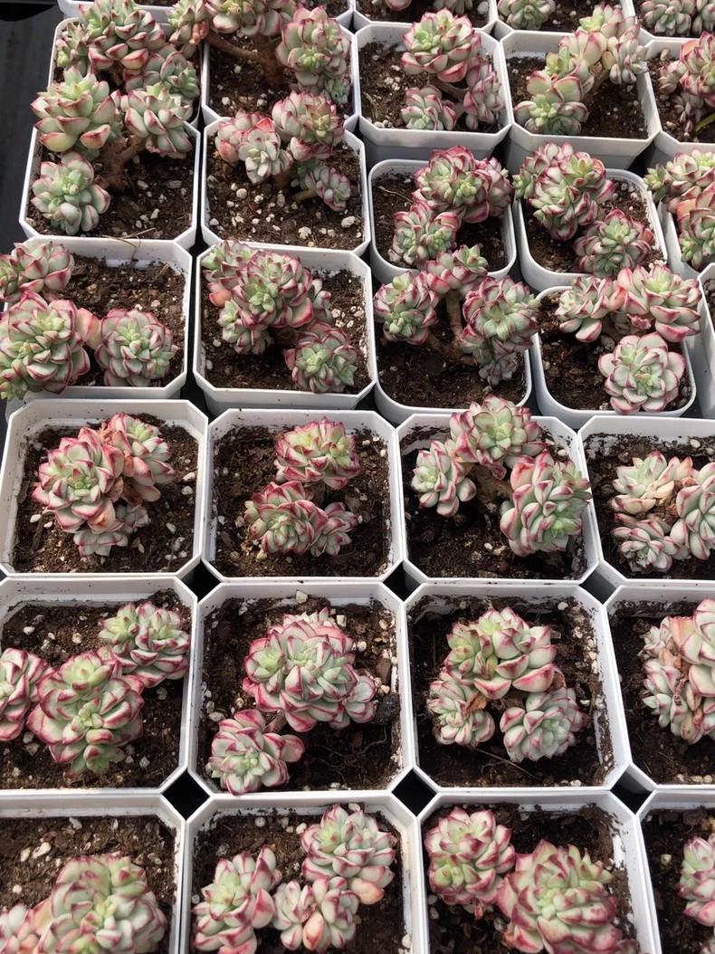 4-5cm Echeveria 'Tango'