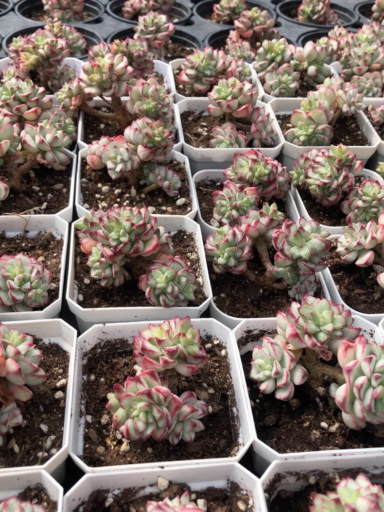 4-5cm Echeveria 'Tango'