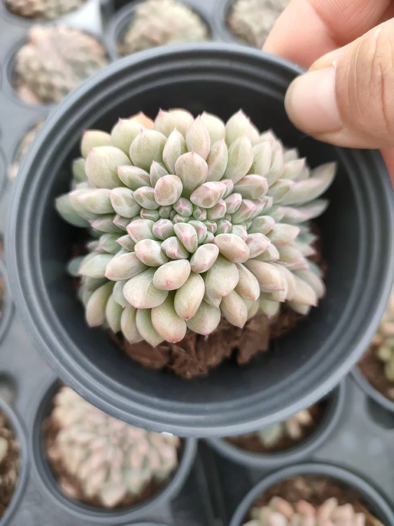 7cm Echeveria Ariel cristata