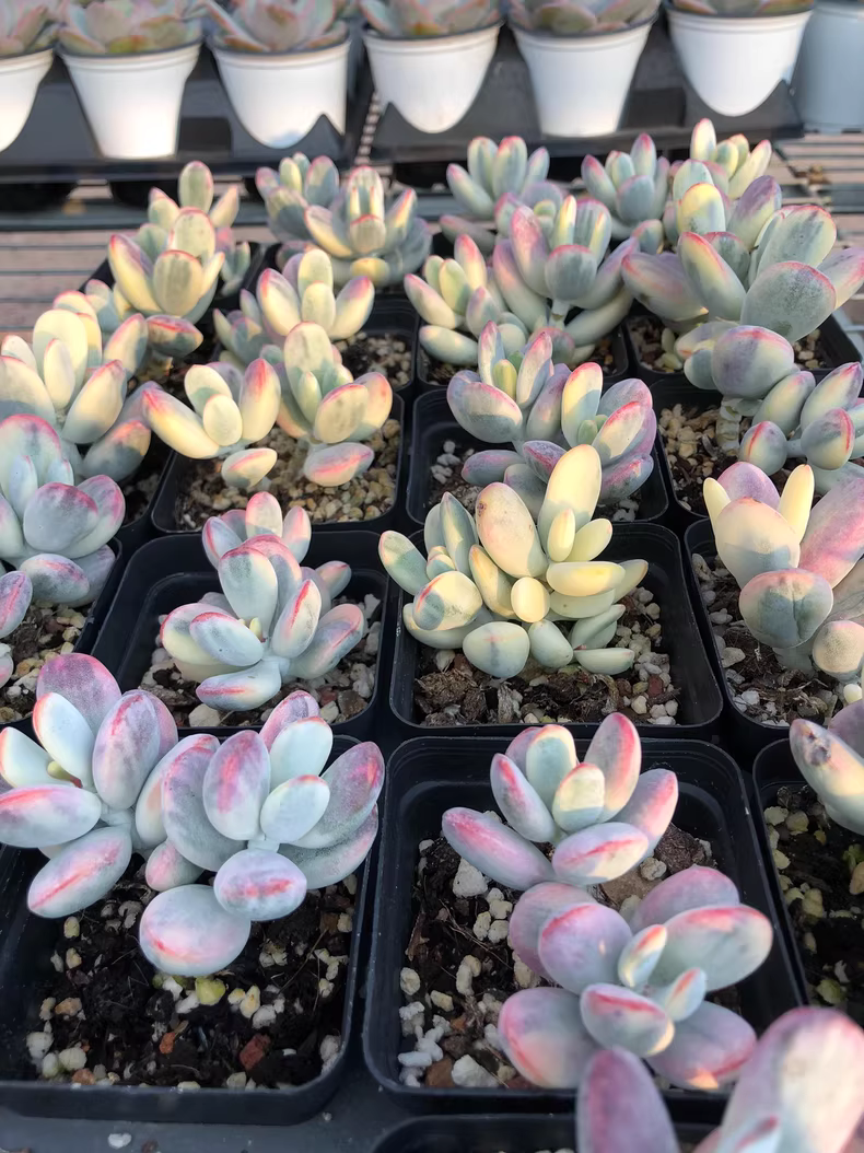 7cm Cotyledon Oophylla