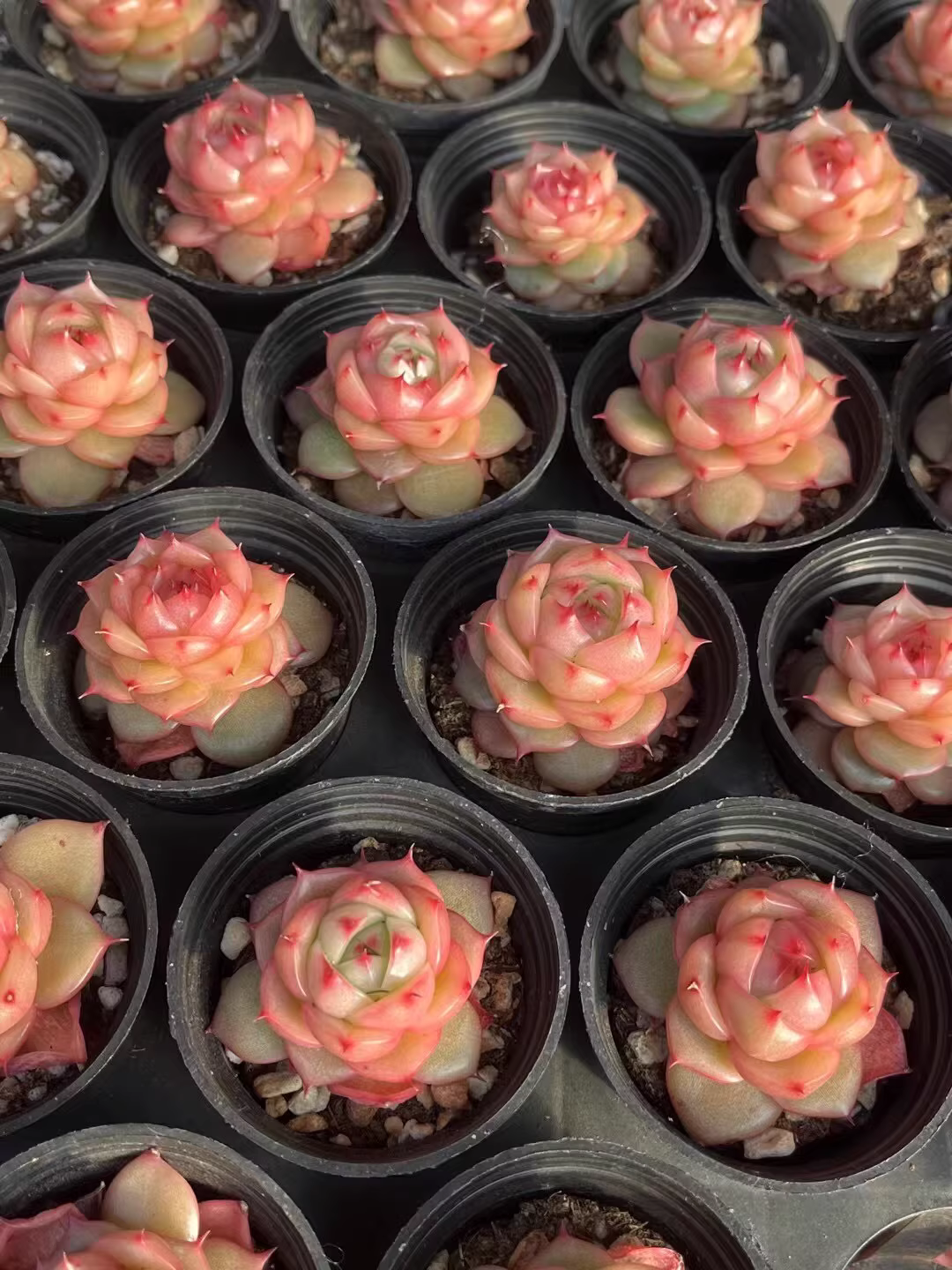 3.5-4cm Echeveria Tina Hybrid