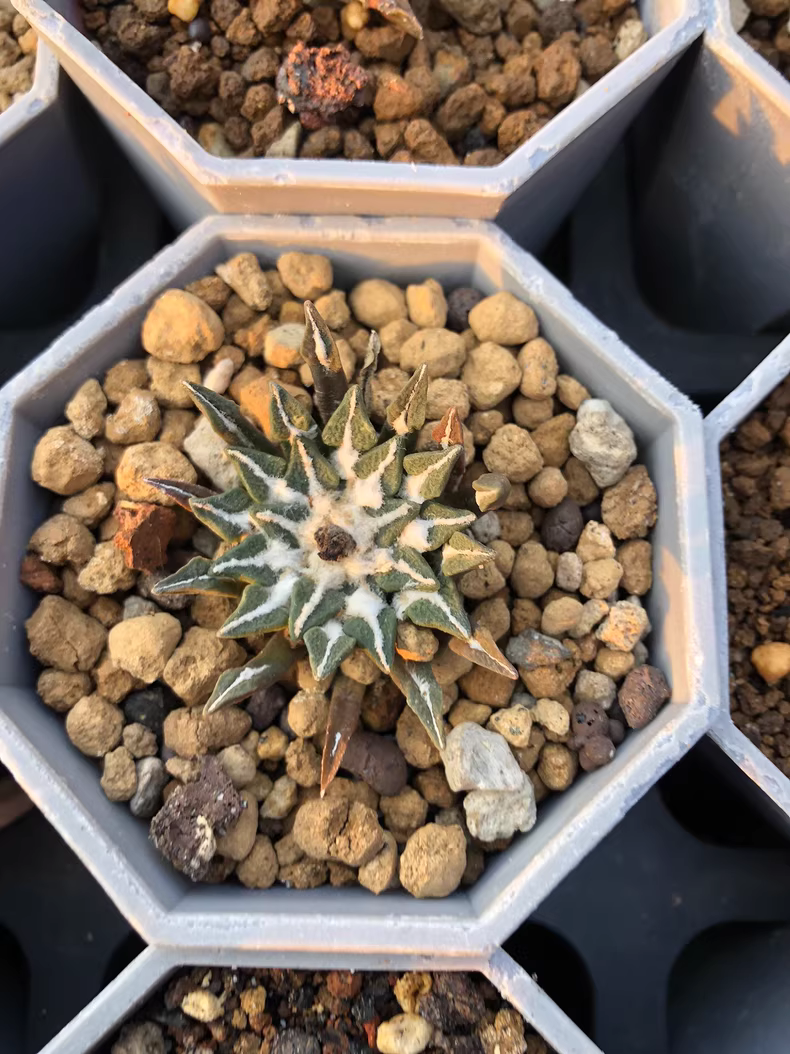 4.5cm Ariocarpus kotschoubeyanus‌