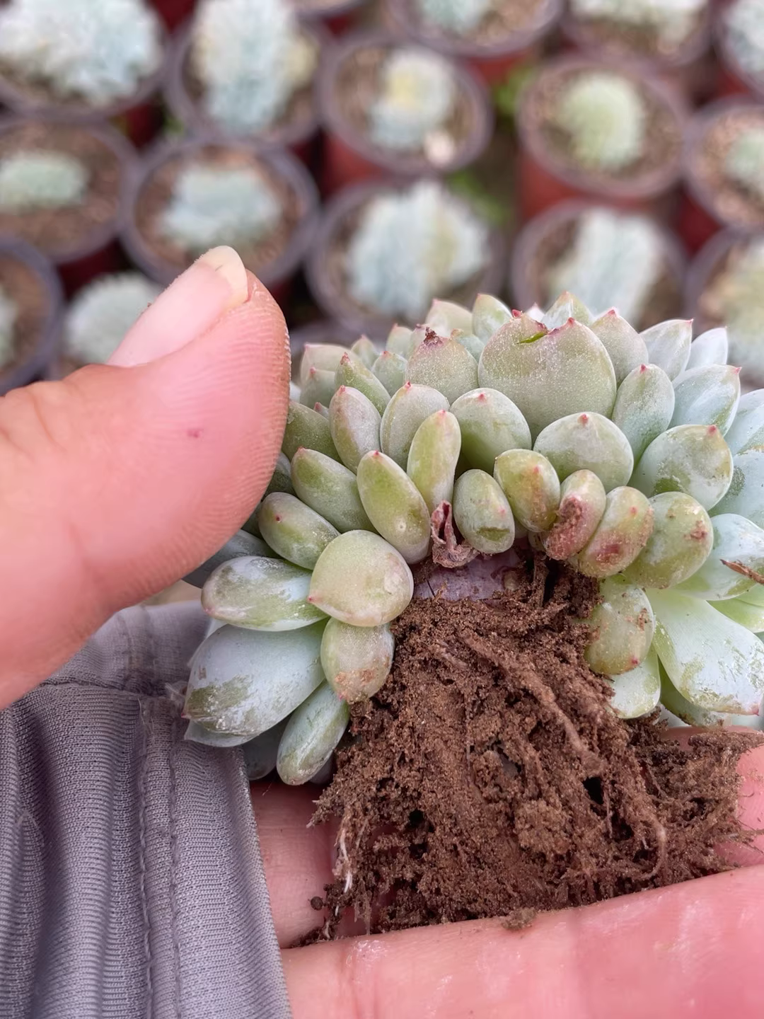 6-7cm Echeveria Monroe Cristata