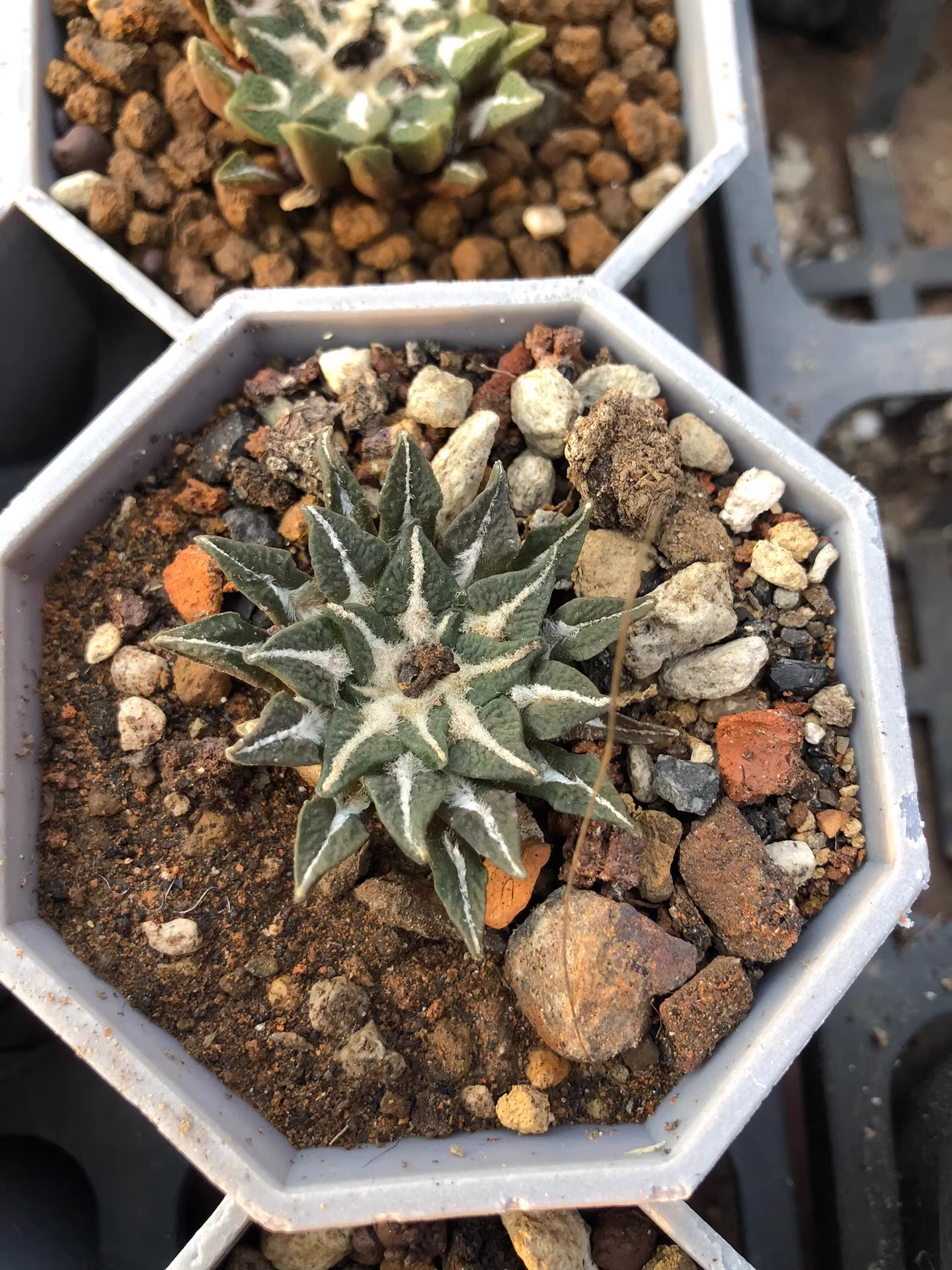 4.5cm Ariocarpus kotschoubeyanus‌