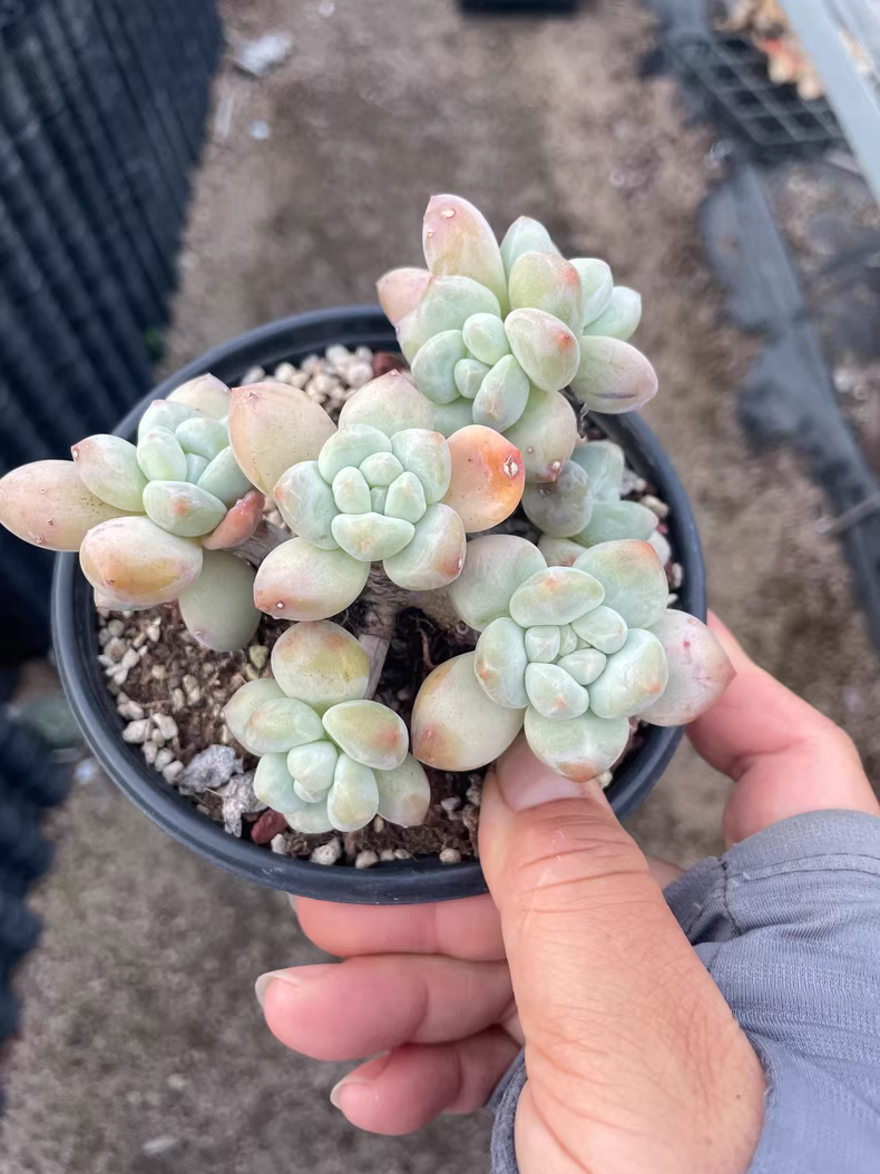9cm Cotyledon Oophylla group
