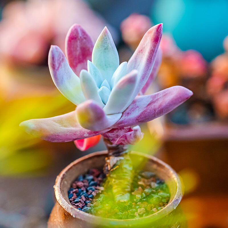 5-6cm Dudleya Caespitosa