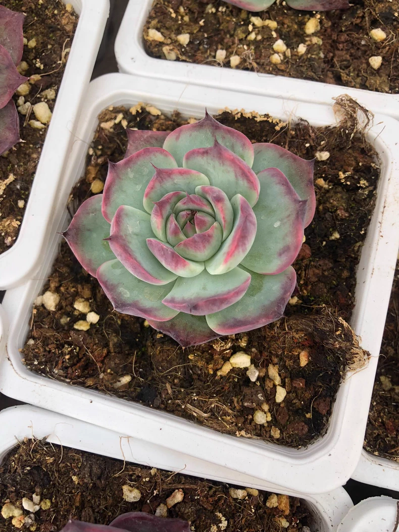 5cm 1PCS Cotyledon Oophylla