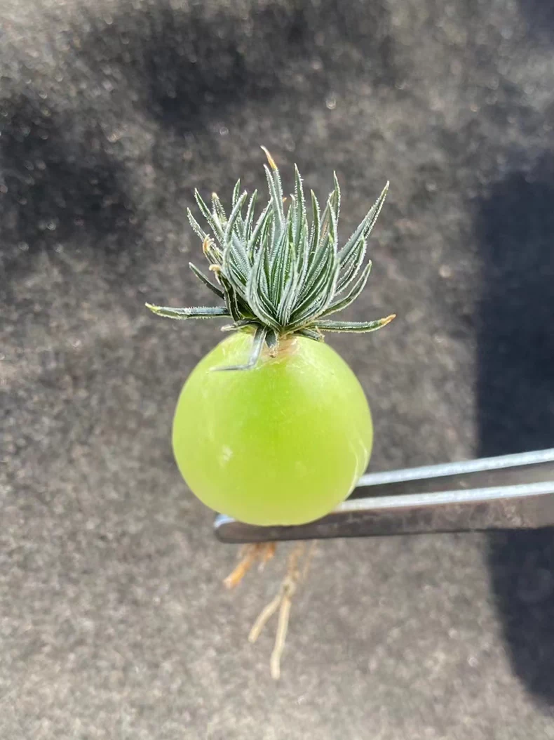 1.5cm Ornithogalum sardienii