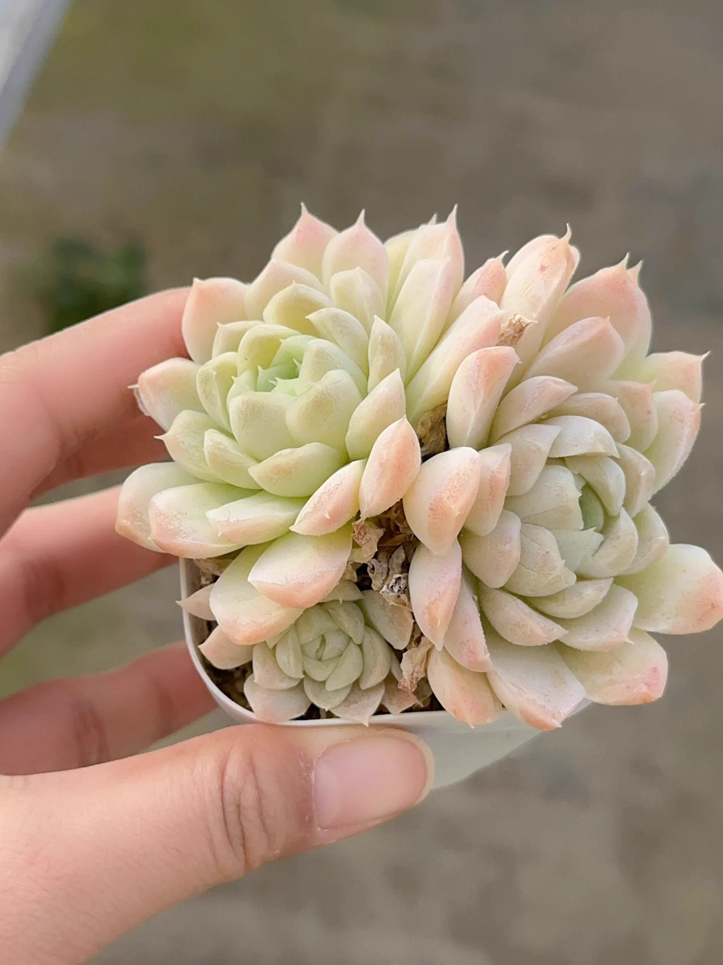 6-7cm Echeveria White Moon group