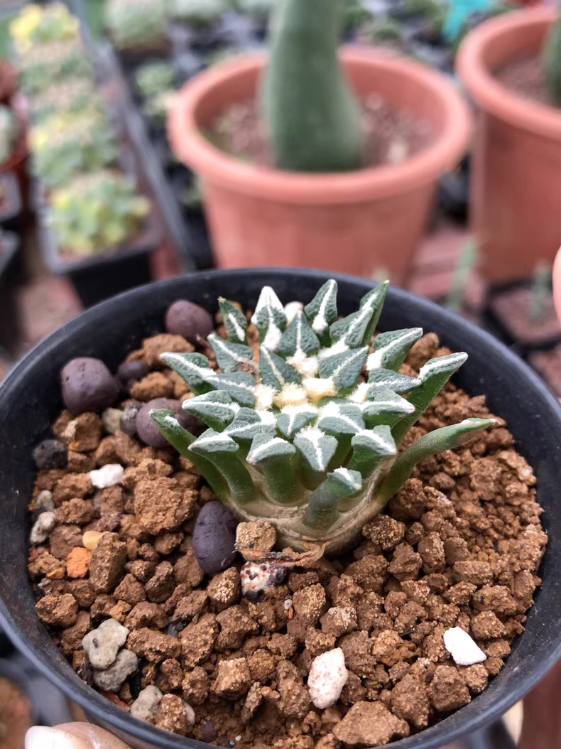 4.5cm Ariocarpus kotschoubeyanus‌