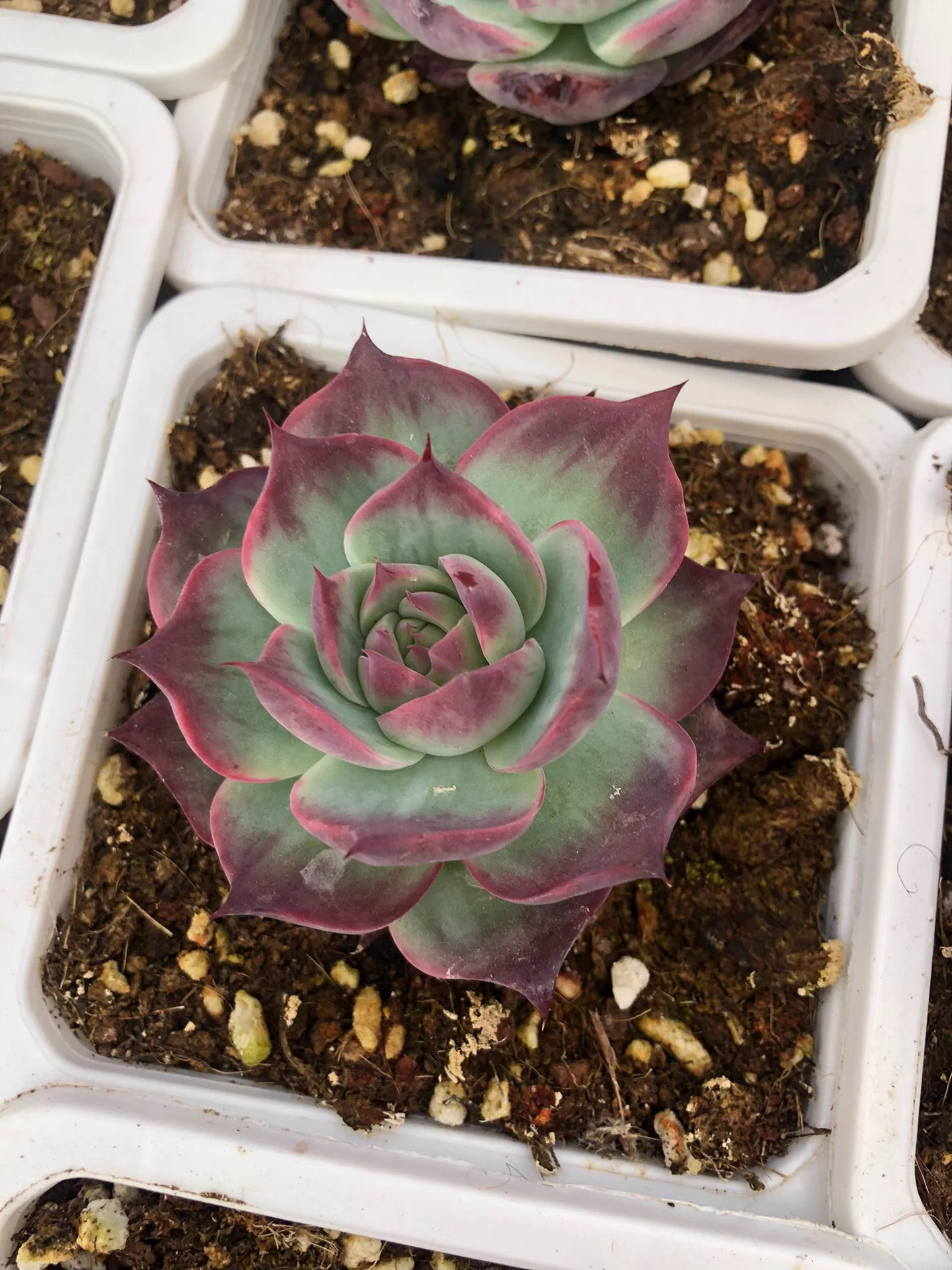 5cm 1PCS Cotyledon Oophylla
