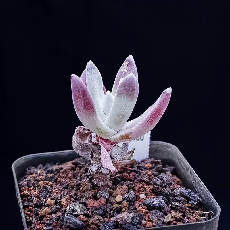 5-6cm Dudleya Caespitosa